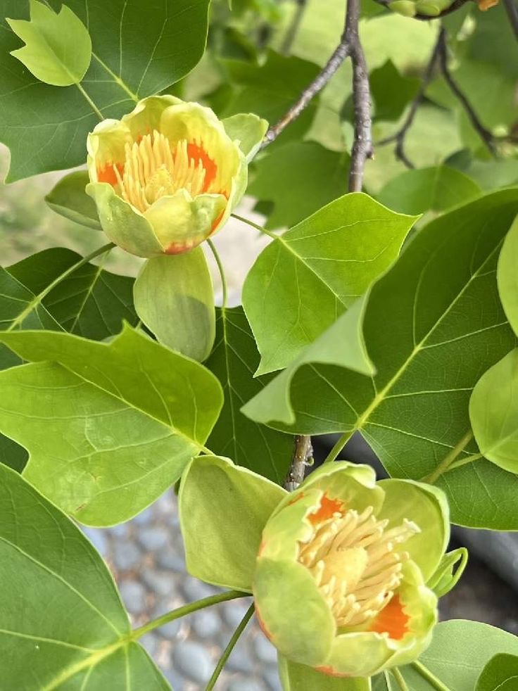 鹅掌楸是一种兰科植物,其学名为liriodendron chinense(hemsl.)sarg.