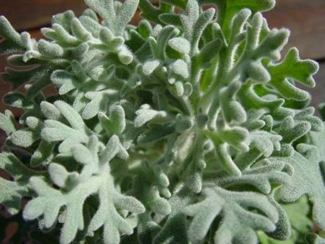 法兰绒花:优雅之花中的非凡之选