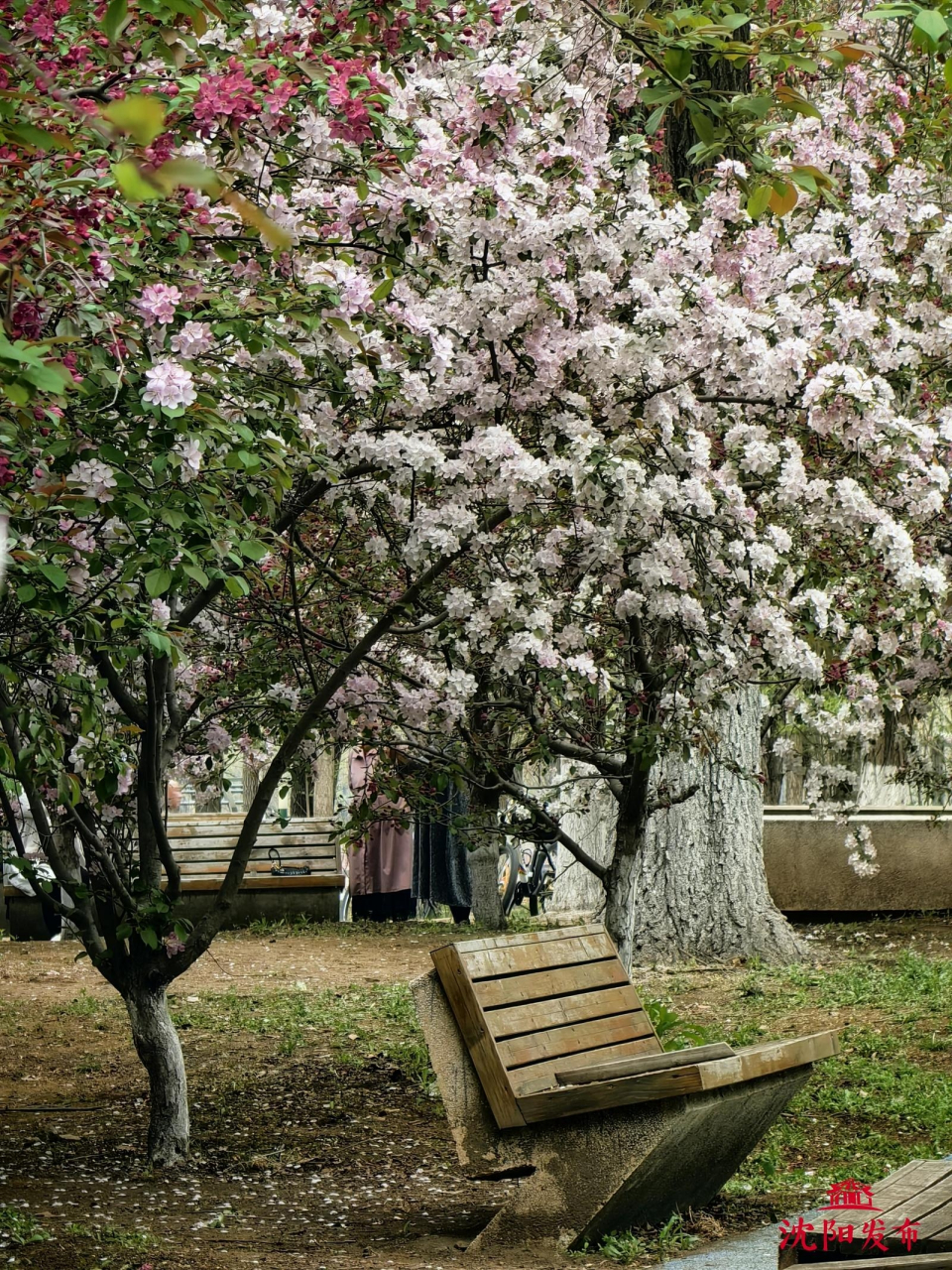 沈阳都市圈吃喝玩乐#  一簇一簇,粉的白的,红的艳的,4月24日,记者在