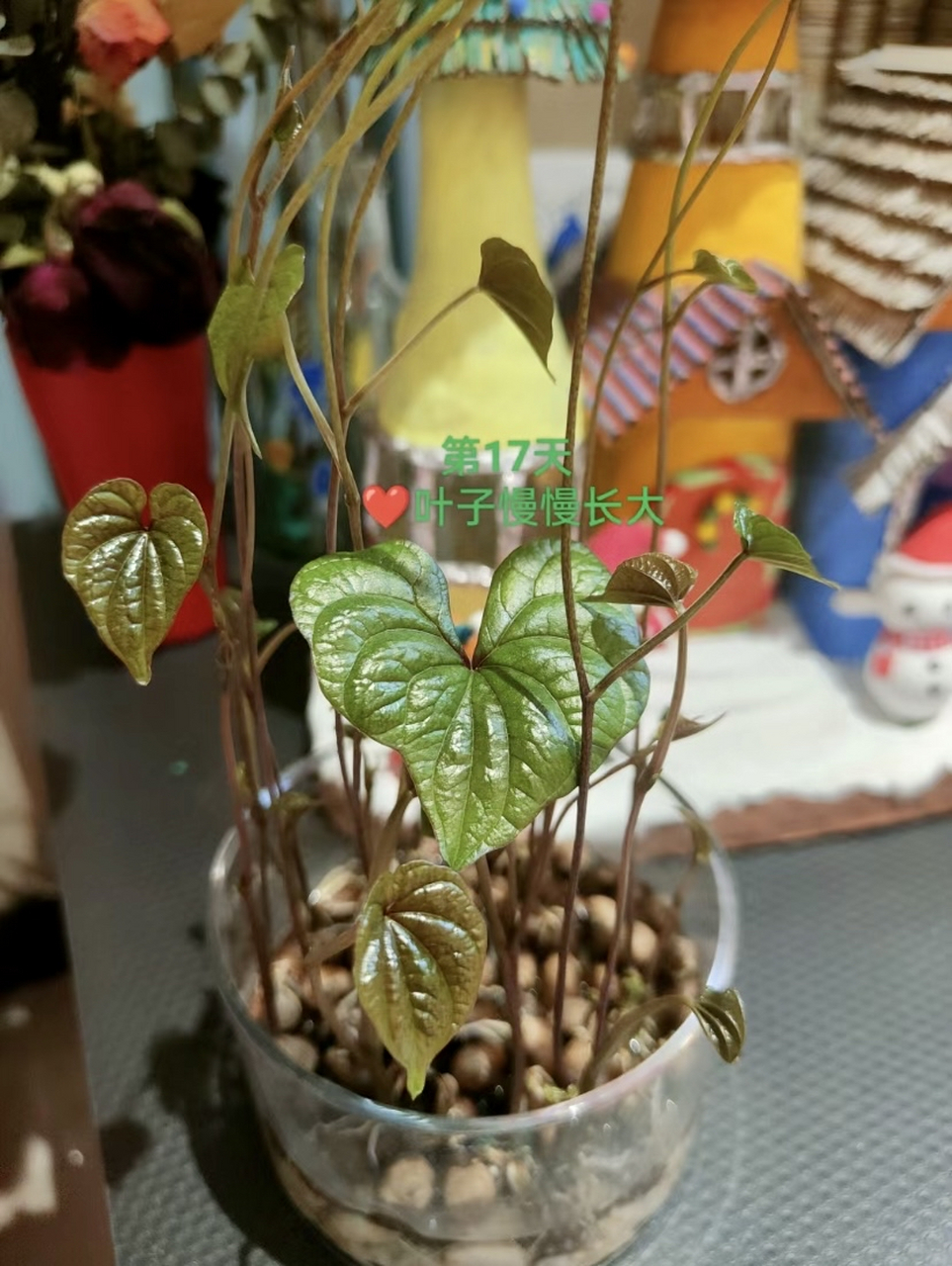 抓把山药豆丢水里,爬藤绿植不用买了,清新脱俗的气质之美!