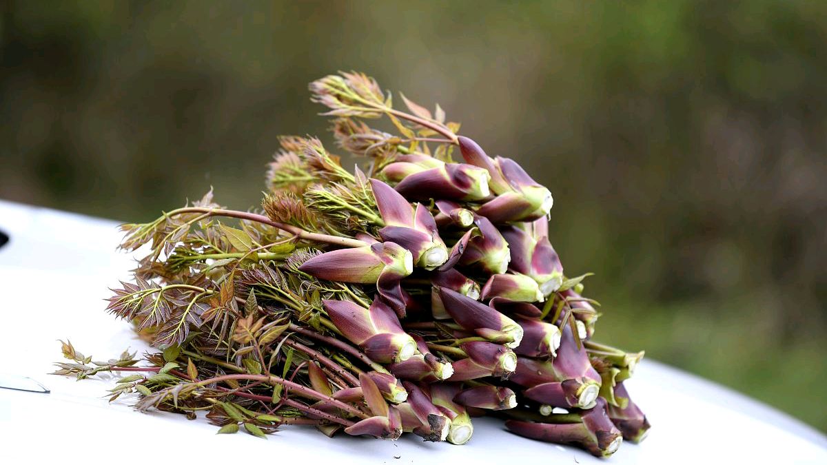 美味野菜——刺老芽的营养价值