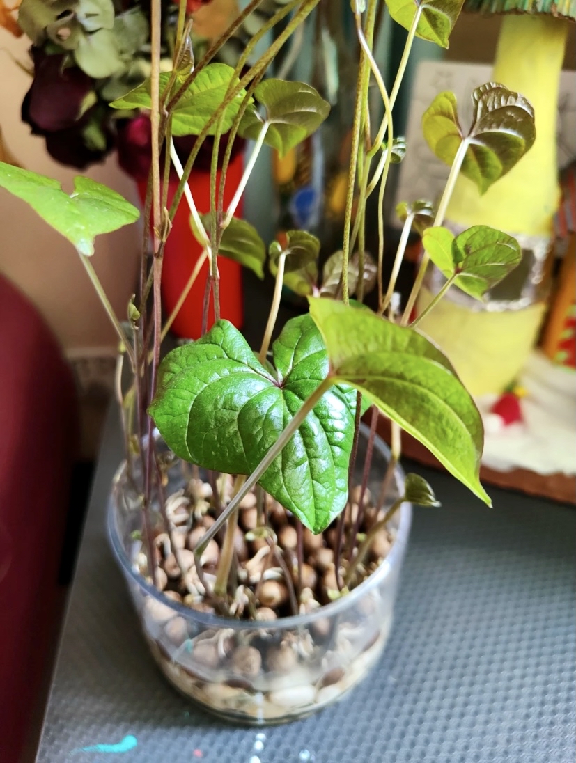 抓把山药豆丢水里,爬藤绿植不用买了,清新脱俗的气质之美!