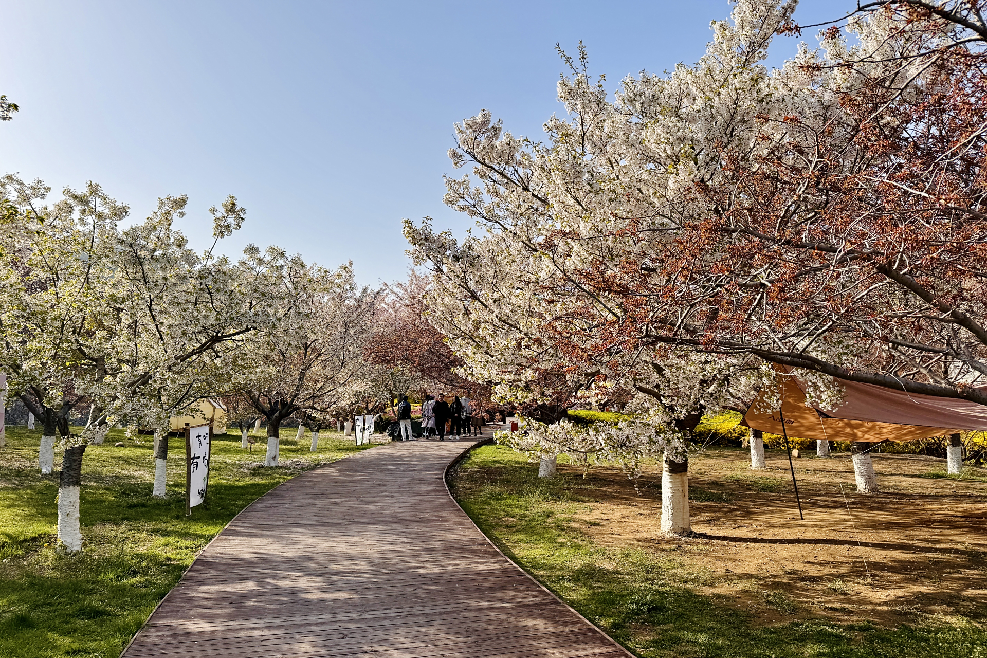 旅顺203樱花园,位于大连市旅顺口区,东部的太阳沟风景区,占地面积约6