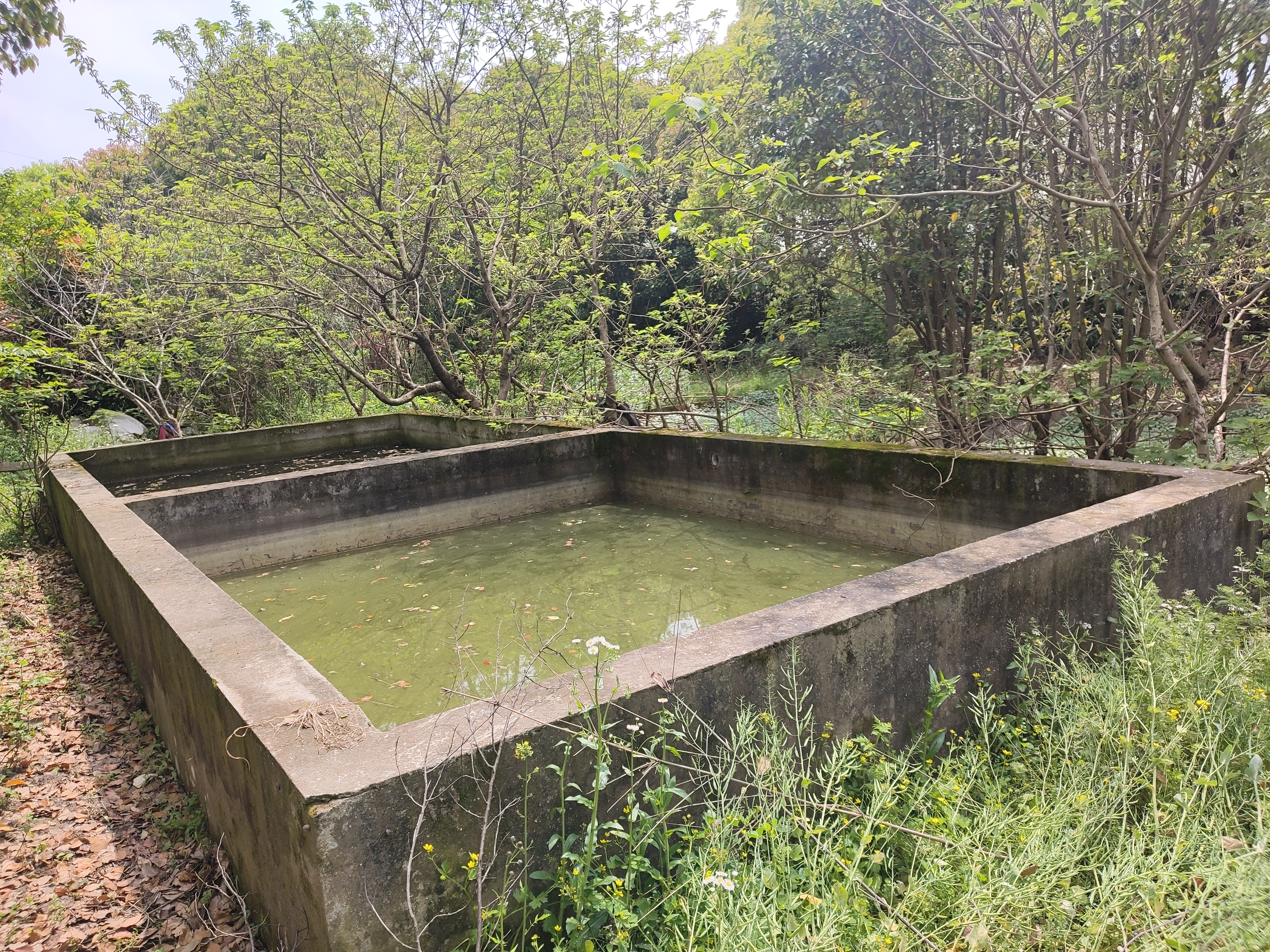 池水因为藻类和垃 水泥池水泥池子水泥水池水泥蓄水池氨水池水泥清水