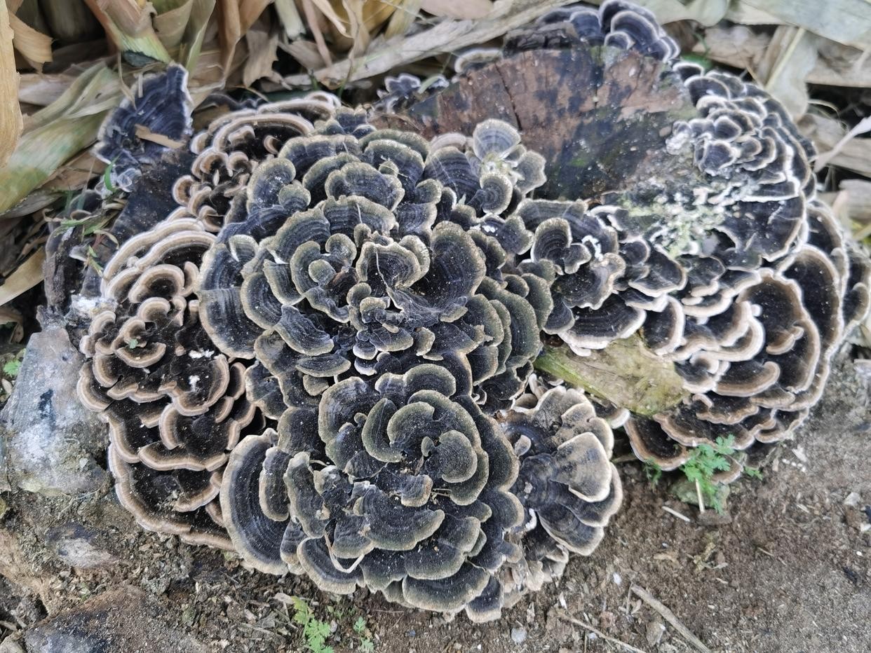 这是我在工作中发现的一种菌类,它生长在一块死了