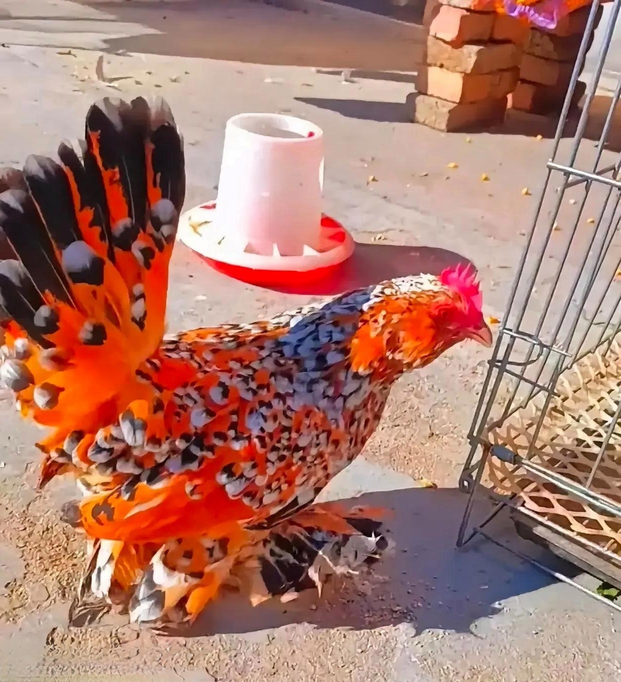 怎么那么好看,我还是第一次看到这种鸡,不知道这种鸡和普通品种的鸡它