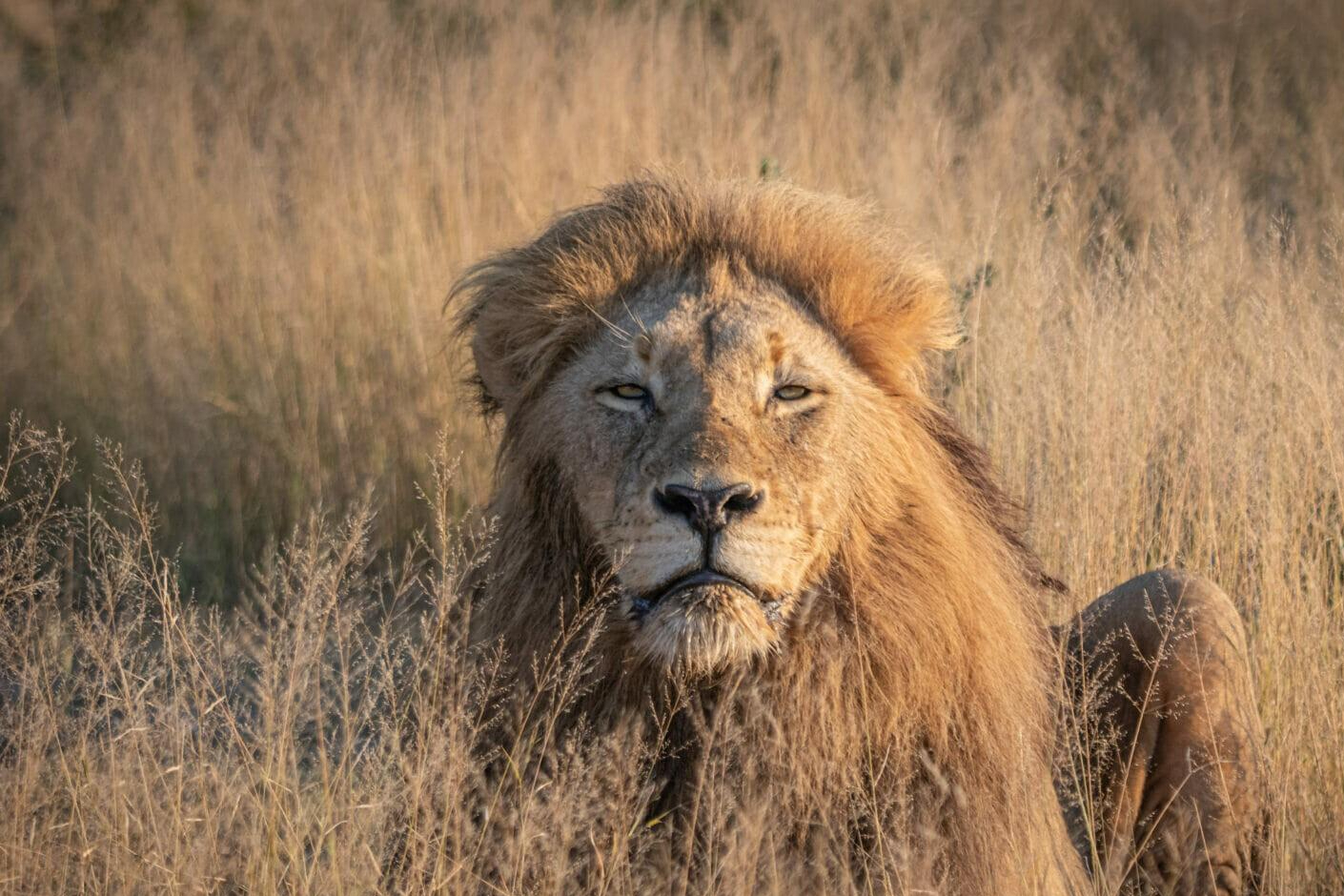 回顾恩古渥雄狮的死亡:战败于两头吉尔维雄狮,生的光荣,死的窝囊