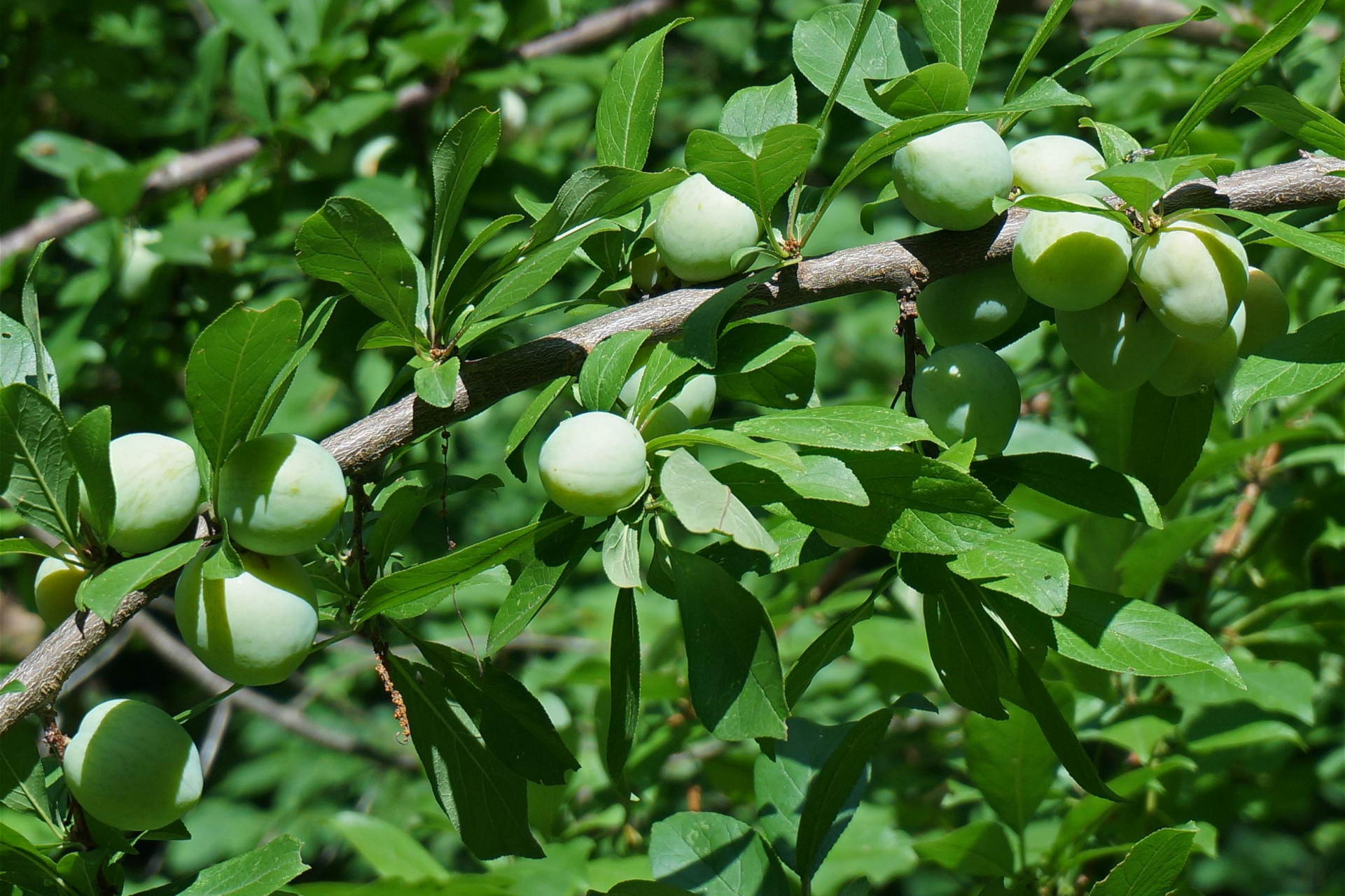 酸梅果酱则是其美味呈现,用途广泛,可用于烹饪,涂抹糕点和制作饮料等.