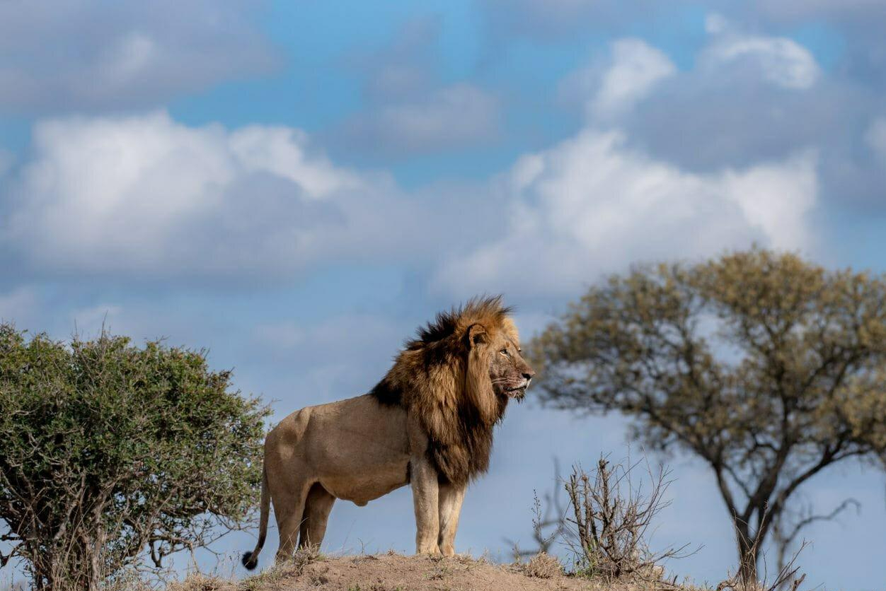回顾恩古渥雄狮的死亡:战败于两头吉尔维雄狮,生的光荣,死的窝囊