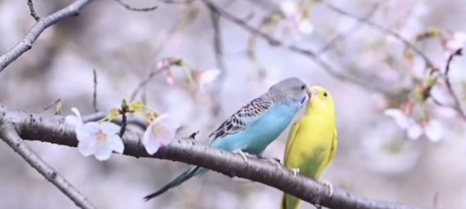 门当户对应该是经济基础和上层建筑的完美结合