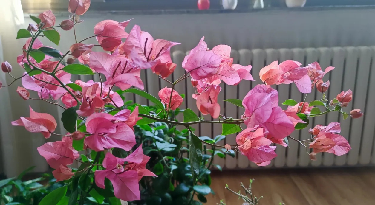 三角梅品种汇总