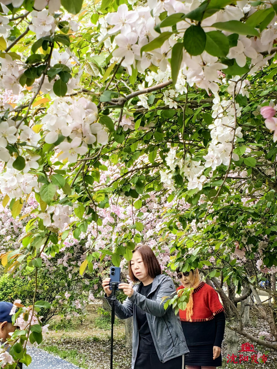 沈阳都市圈吃喝玩乐#  一簇一簇,粉的白的,红的艳的,4月24日,记者在