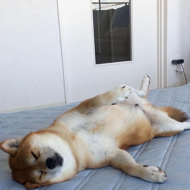 养狗久后才知道,它见到你就"躺下打滚",是表达这些信号!