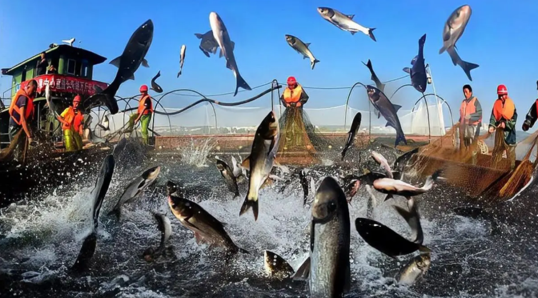 看着何延忠的养鱼事业越做越好,村子里的村民也有些转变了想法,纷纷