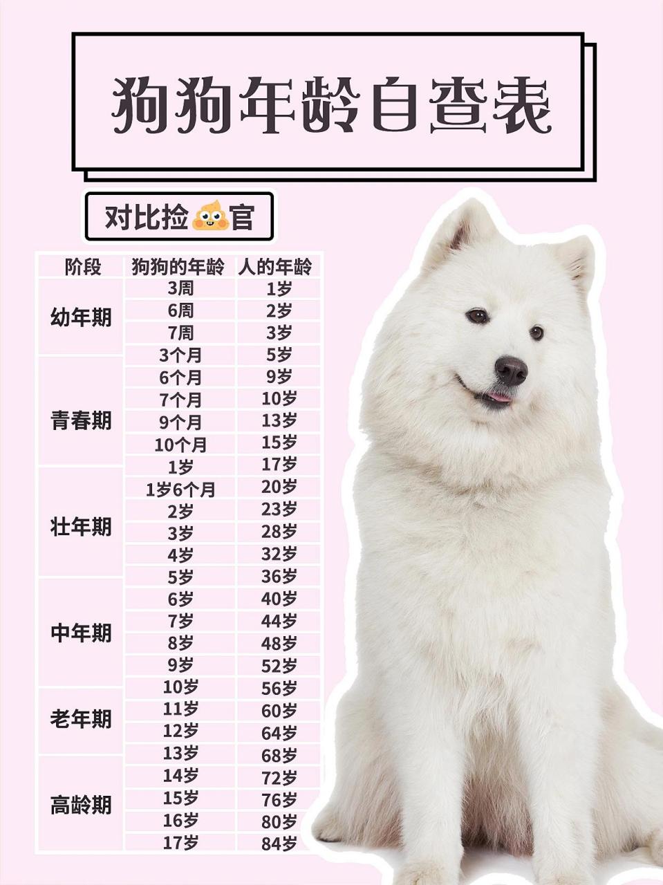 中型犬年龄图片