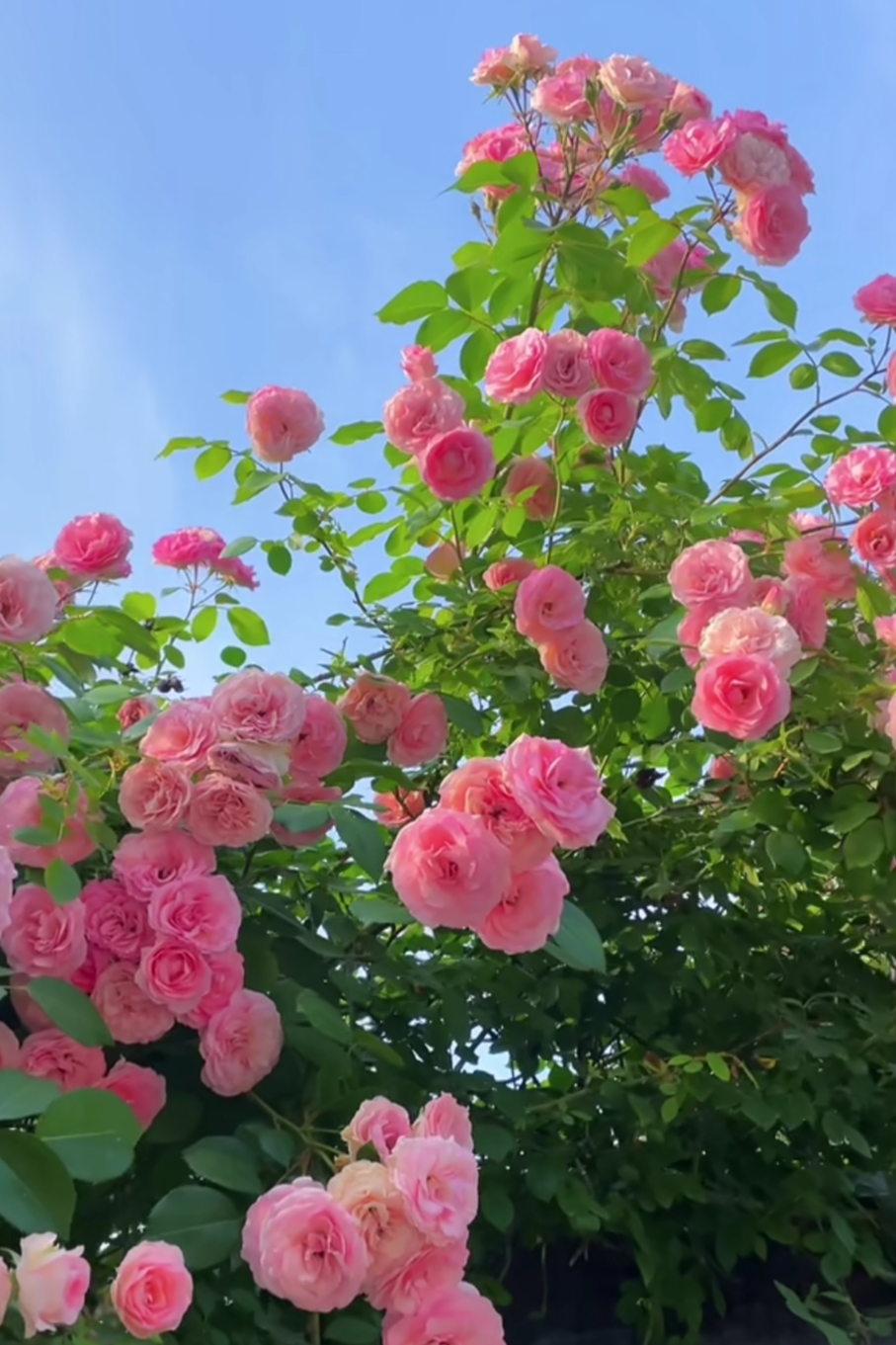 月季花盛开的时候,五颜六色,绚丽多彩,整个世界都