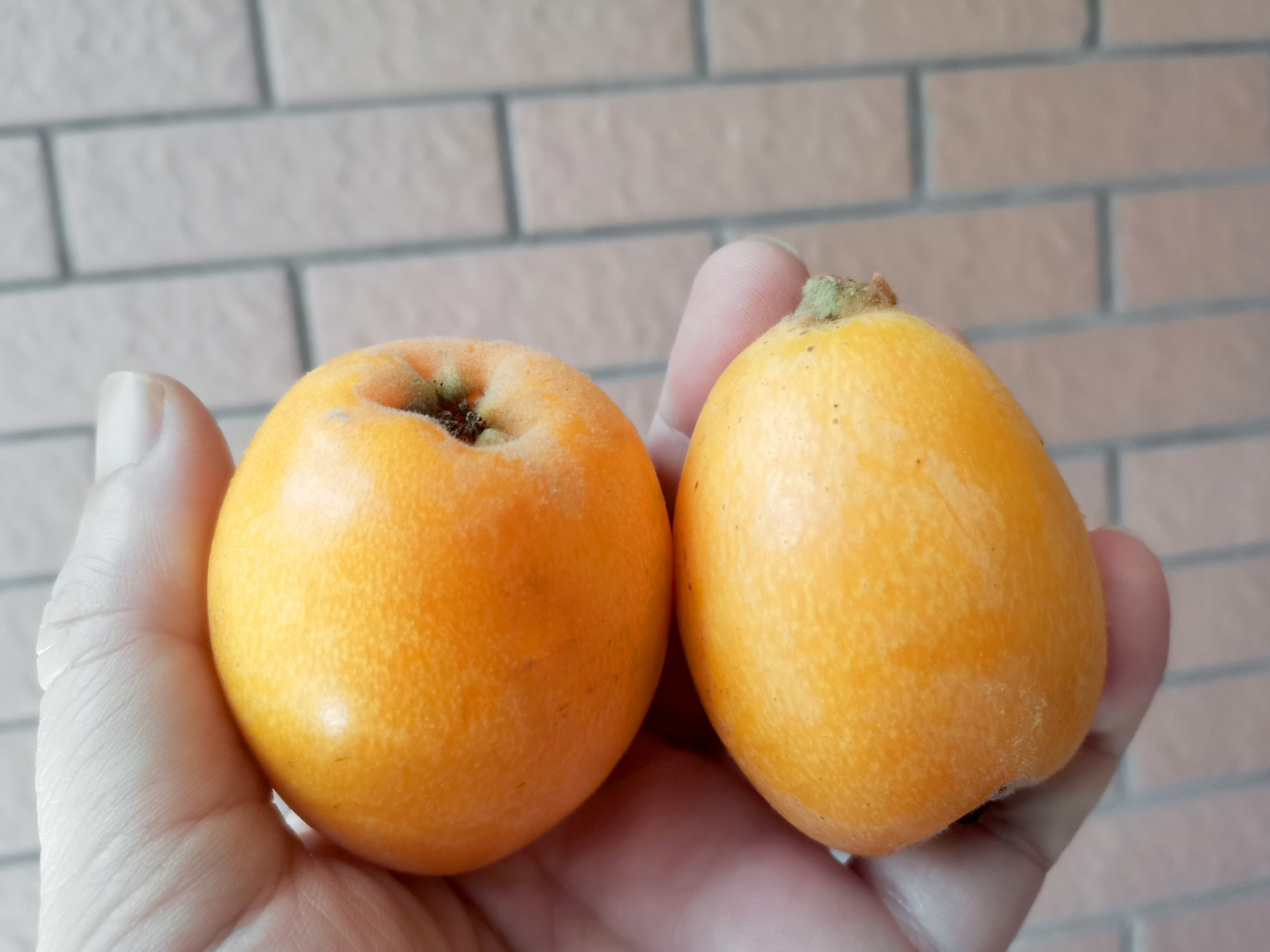 刚买了几斤龙泉大五星驿枇杷,成都龙泉驿枇杷5月行情怎么样?