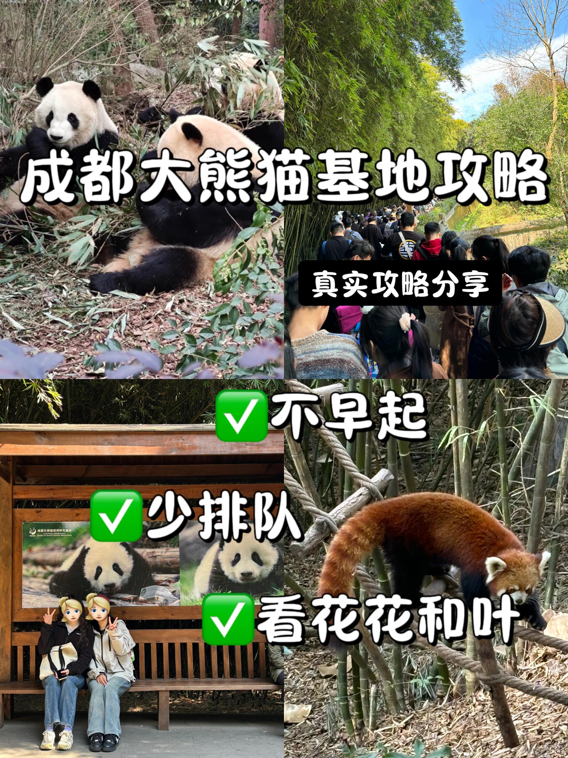 成都大熊猫基地攻略  看花花真不用一大早就去因为……花花还在睡觉