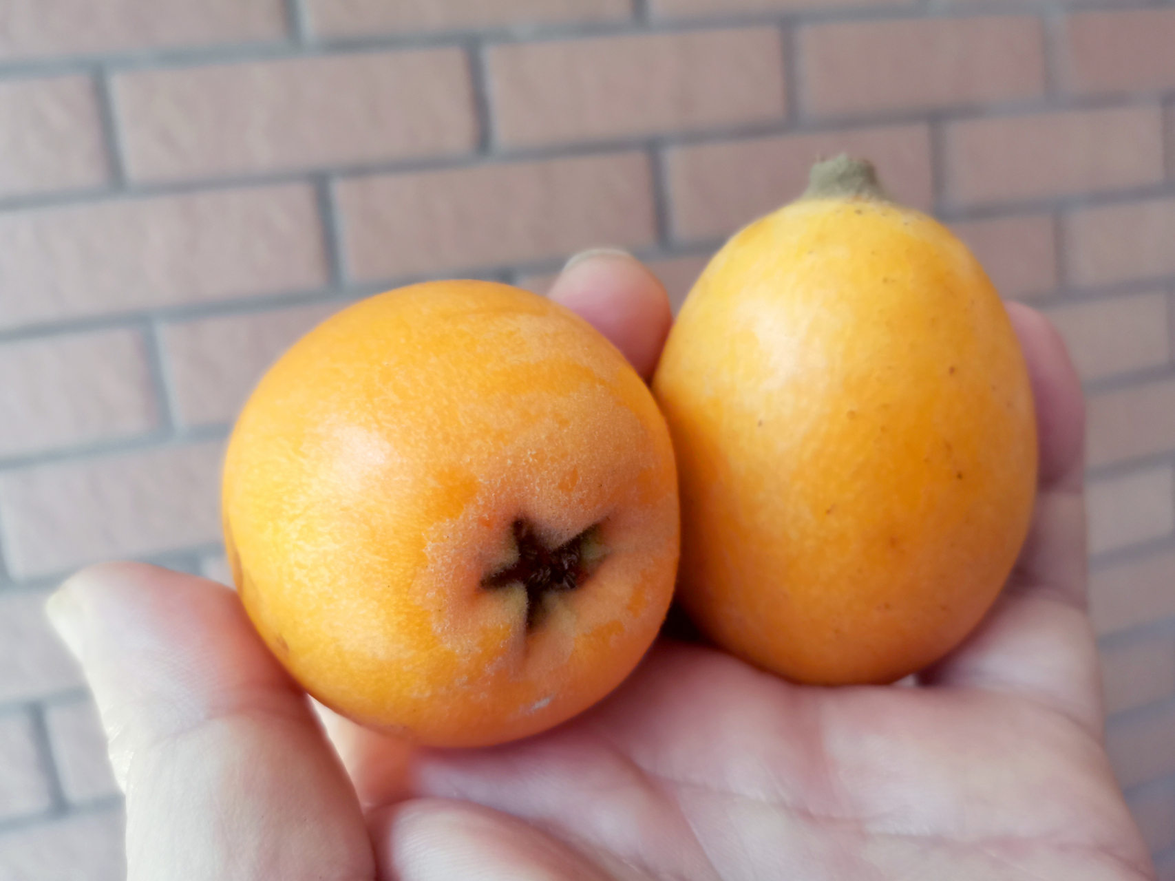 刚买了几斤龙泉大五星驿枇杷,成都龙泉驿枇杷5月行情怎么样?