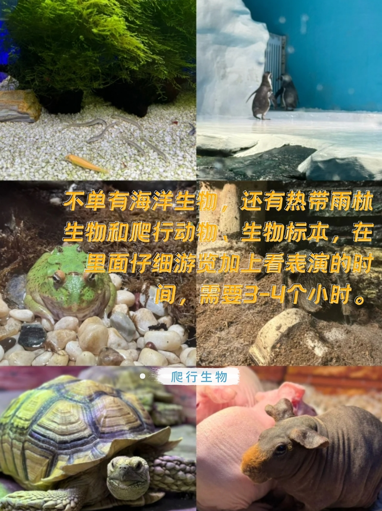 北海海底世界门票现场购票168r,网上购买还有优惠哦!