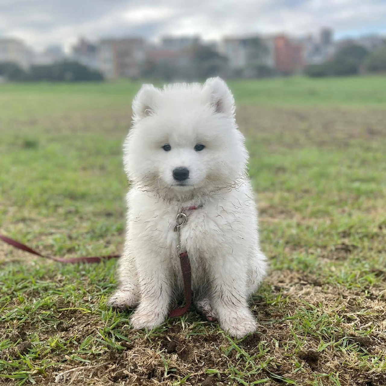 萨摩耶和萨摩熊