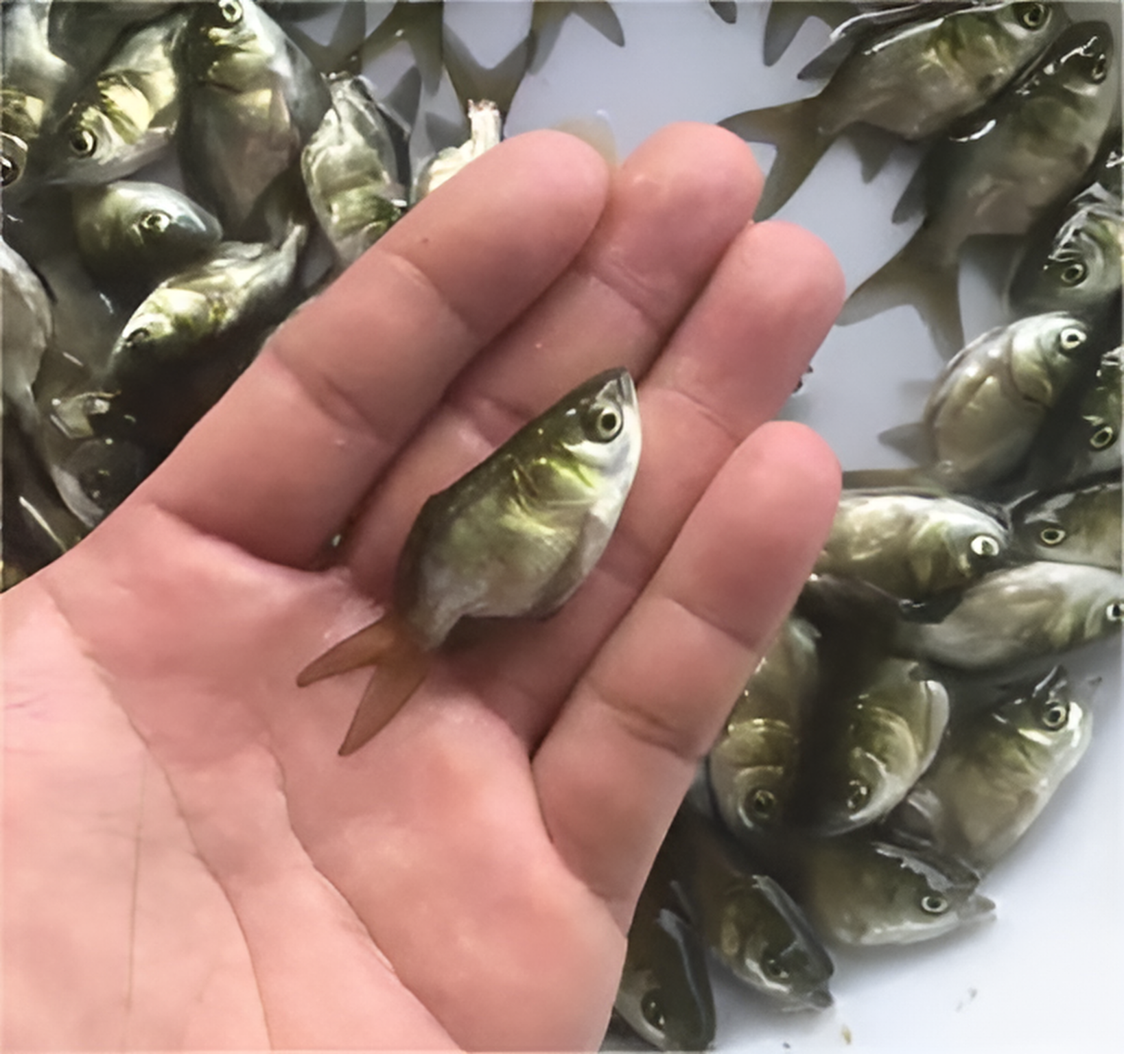 鱼尾巴很短小,但是鱼头就占了整个鱼身的一大半,这种鱼太符合剁椒鱼头