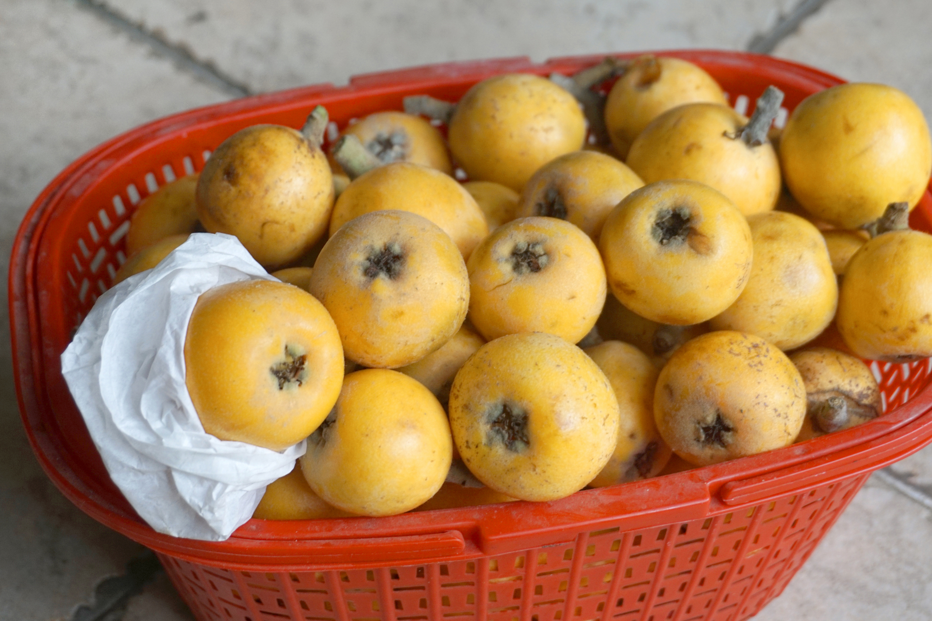 刚买了几斤龙泉大五星驿枇杷,成都龙泉驿枇杷5月行情怎么样?