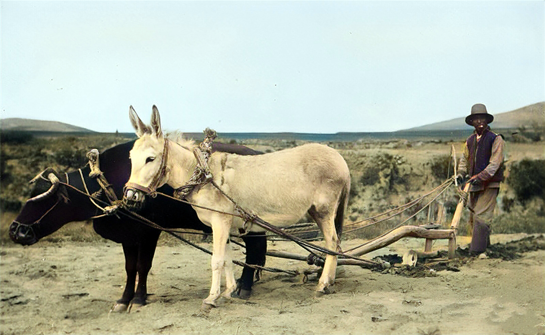 民国,一位农民叼着烟,驾驭着一头牛与一头驴正在耕地.