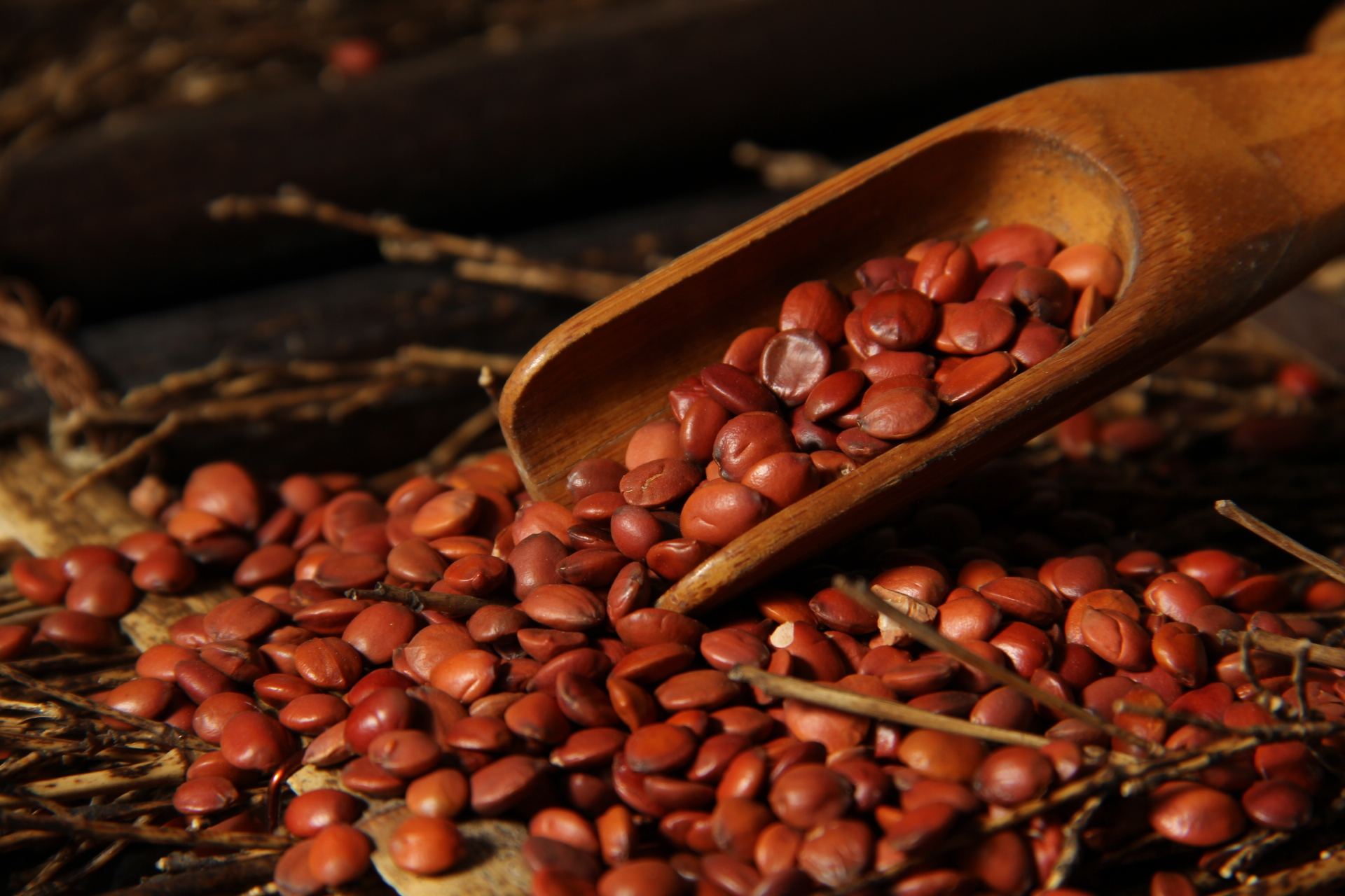 酸枣仁,柏子仁养心又安神