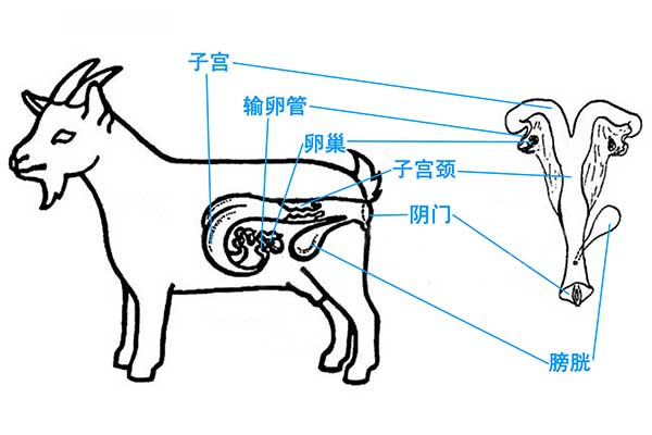 母羊繁殖的解剖学和生理学