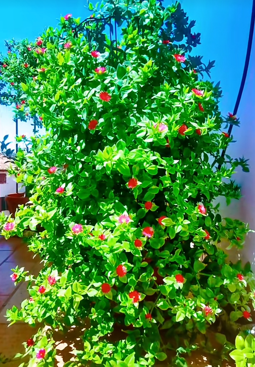 为您介绍一款特别的室内植物——心叶日中花.
