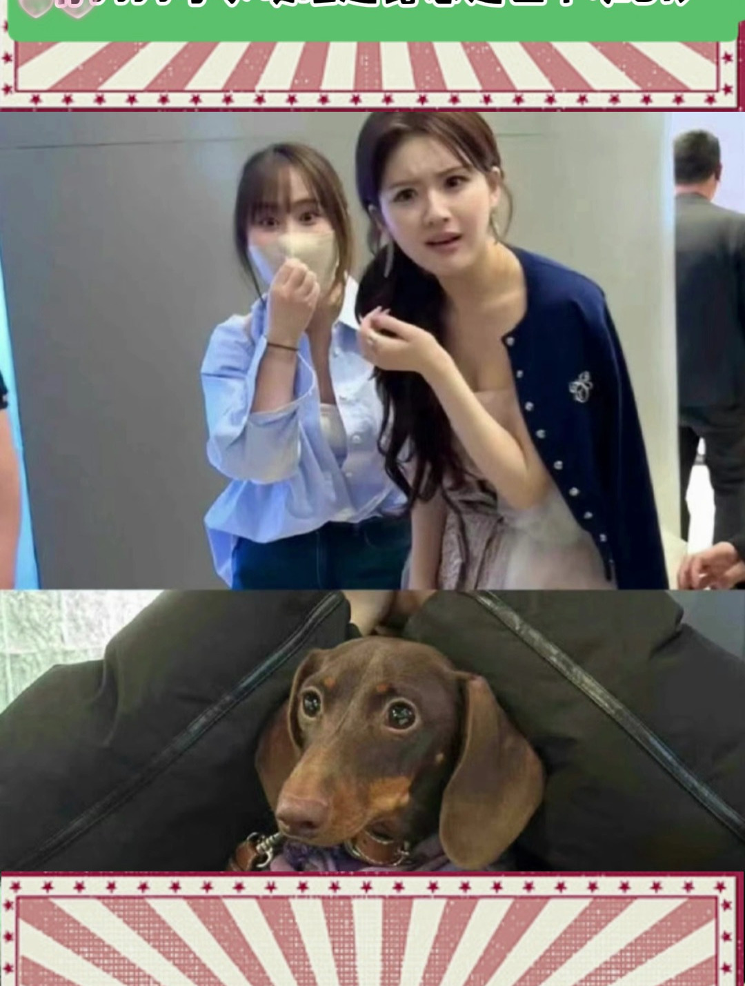 赵露思与狗狗的"八秒奇遇"