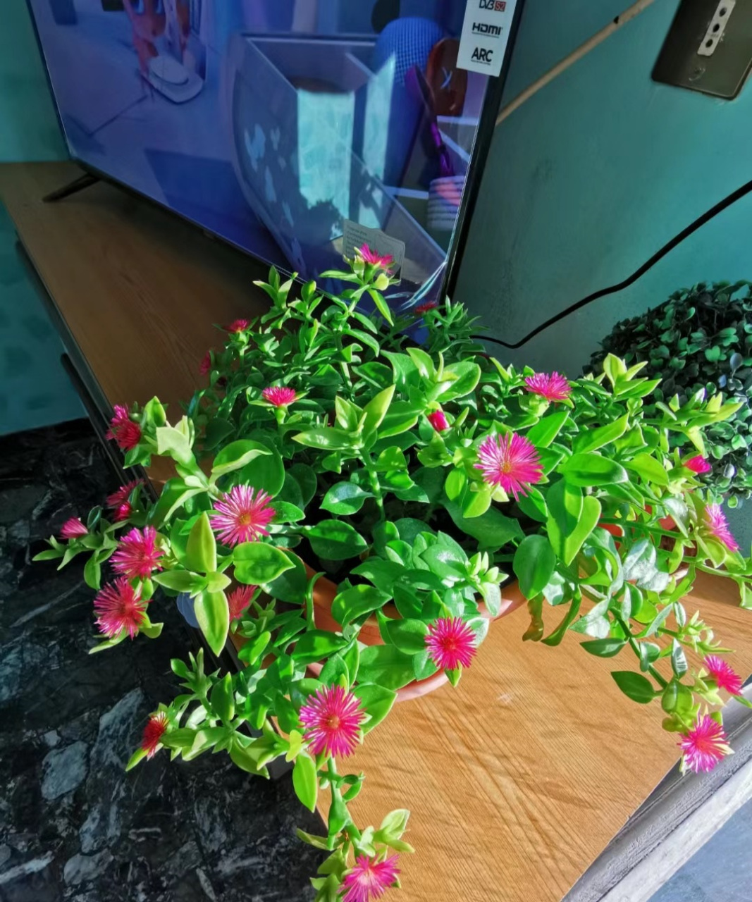 为您介绍一款特别的室内植物——心叶日中花.