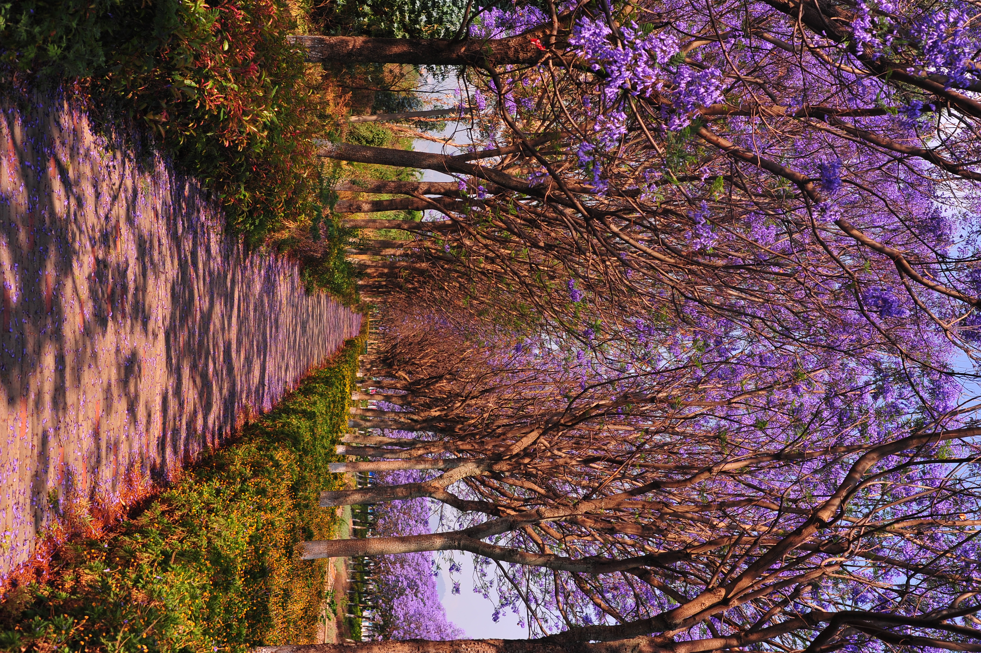 蓝花楹美景:春城昆明的一抹靓丽风景