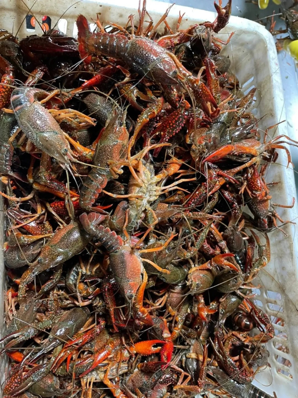 [原文:小龙虾的养殖技巧与病害防.