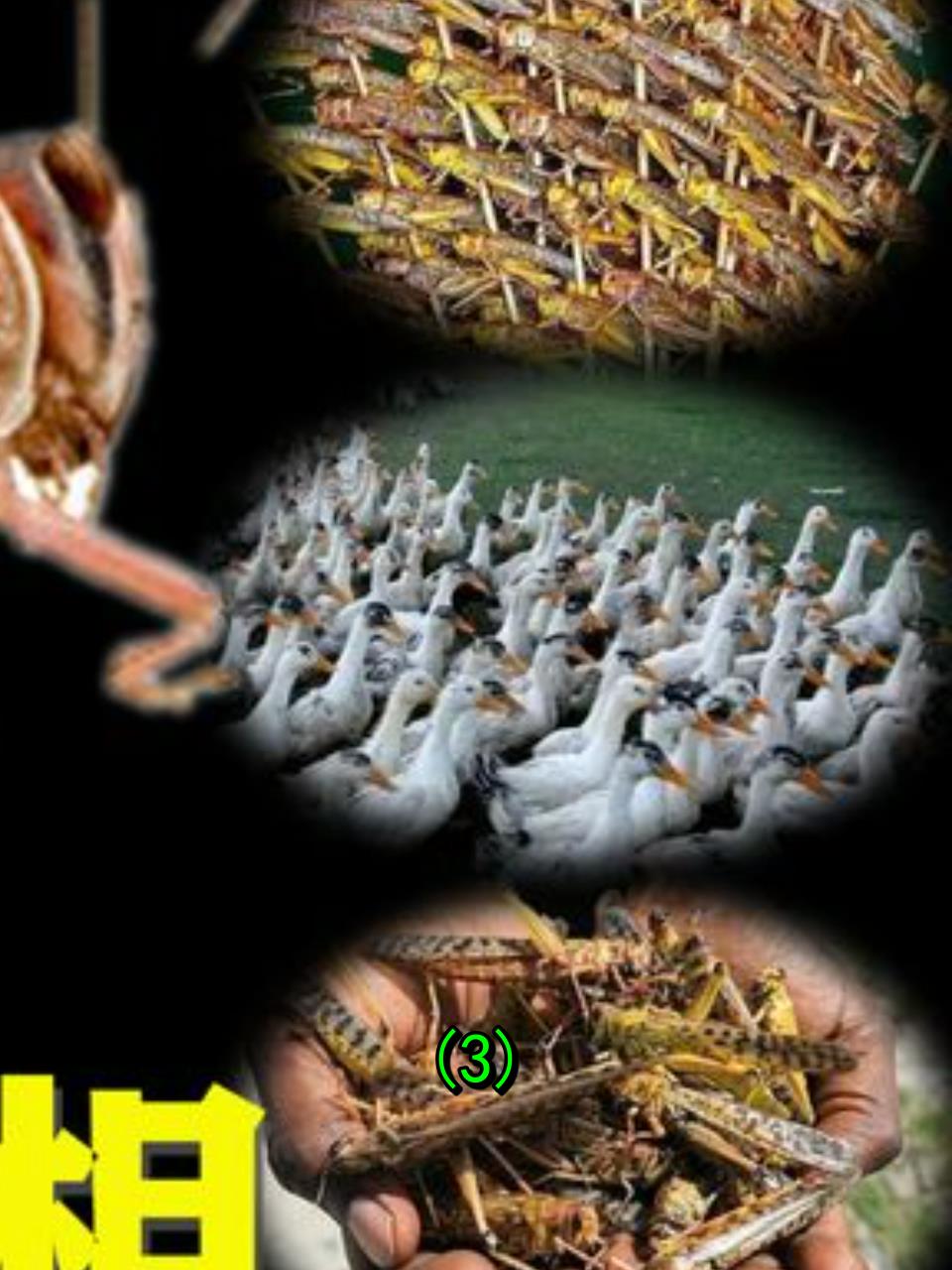 东非蝗灾肆虐沙漠蝗虫或再次入侵中国粮食安全岌岌可危3