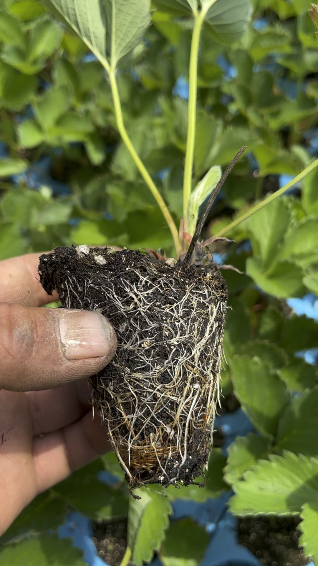 隋珠香野草莓种苗,早熟甜草莓的天花板