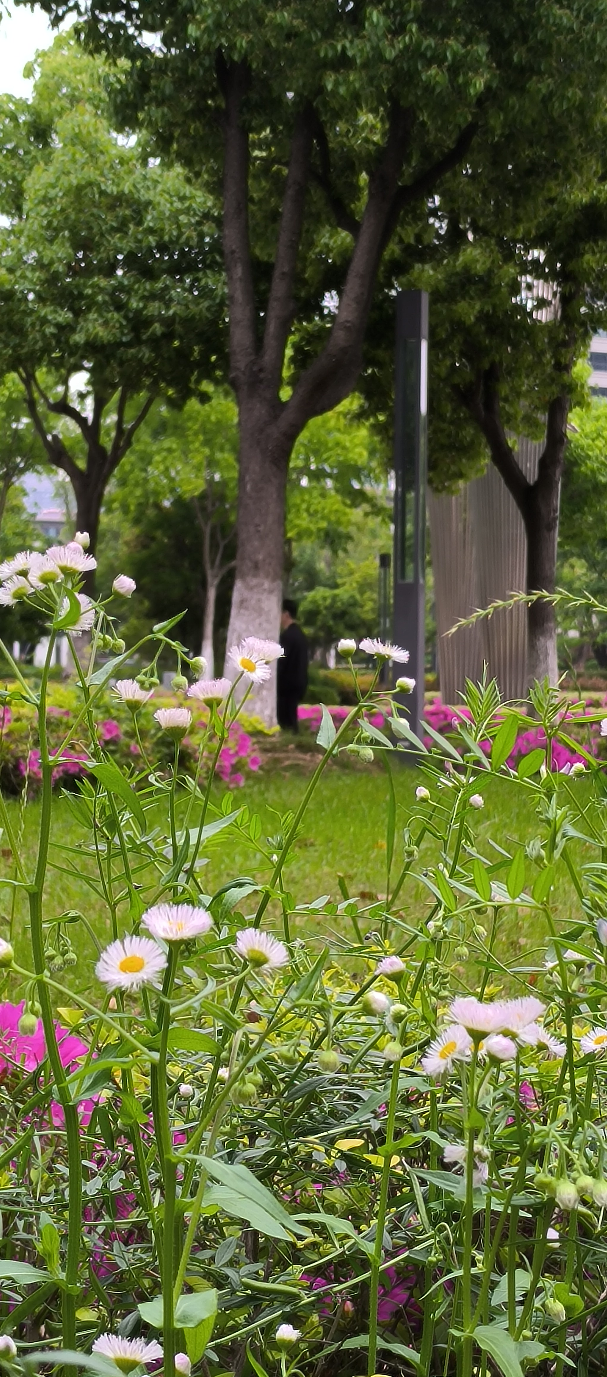 有人说,何必特意到公园里去看花呢?现在路上随处都有花.