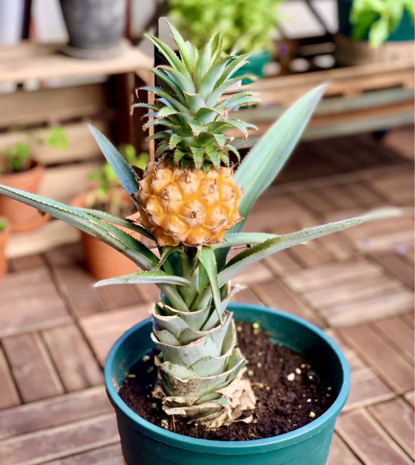 今年流行菠萝盆栽,买菠萝的时候记得把菠萝头拿回来,切掉果肉,撤掉最
