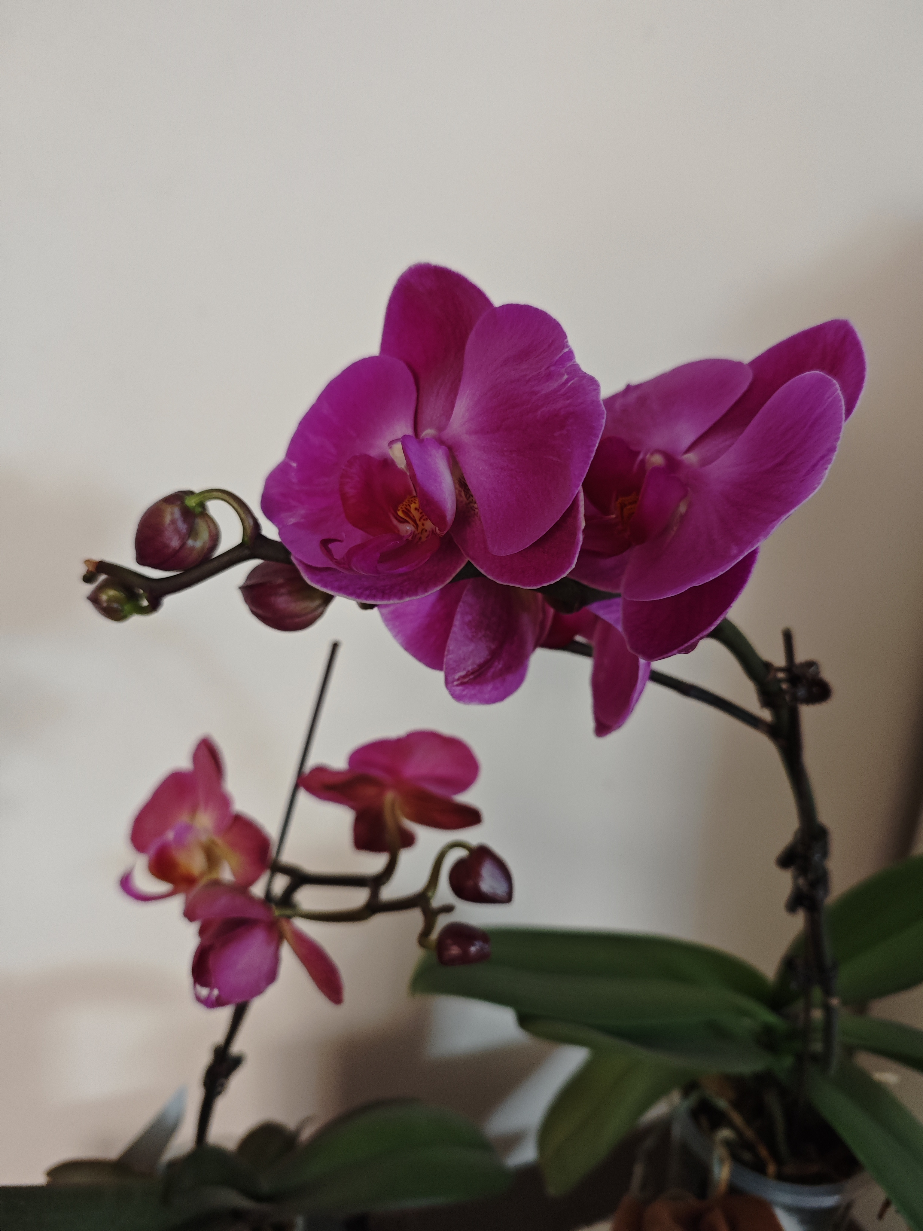 中大花红苹果与之放在一起,小了很多.