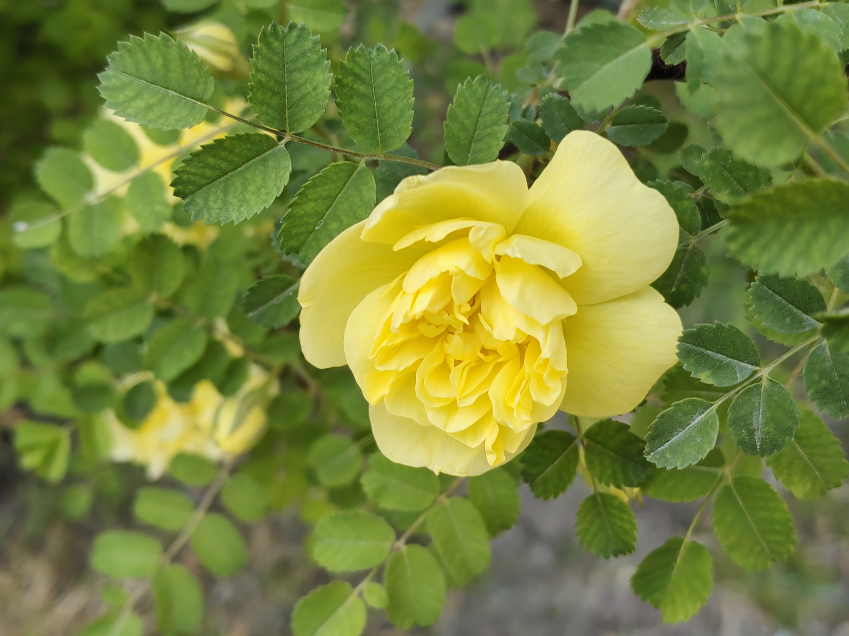 黄刺玫是蔷薇科蔷薇属落叶灌木,小枝无毛,特点是枝条上有皮刺,无针刺