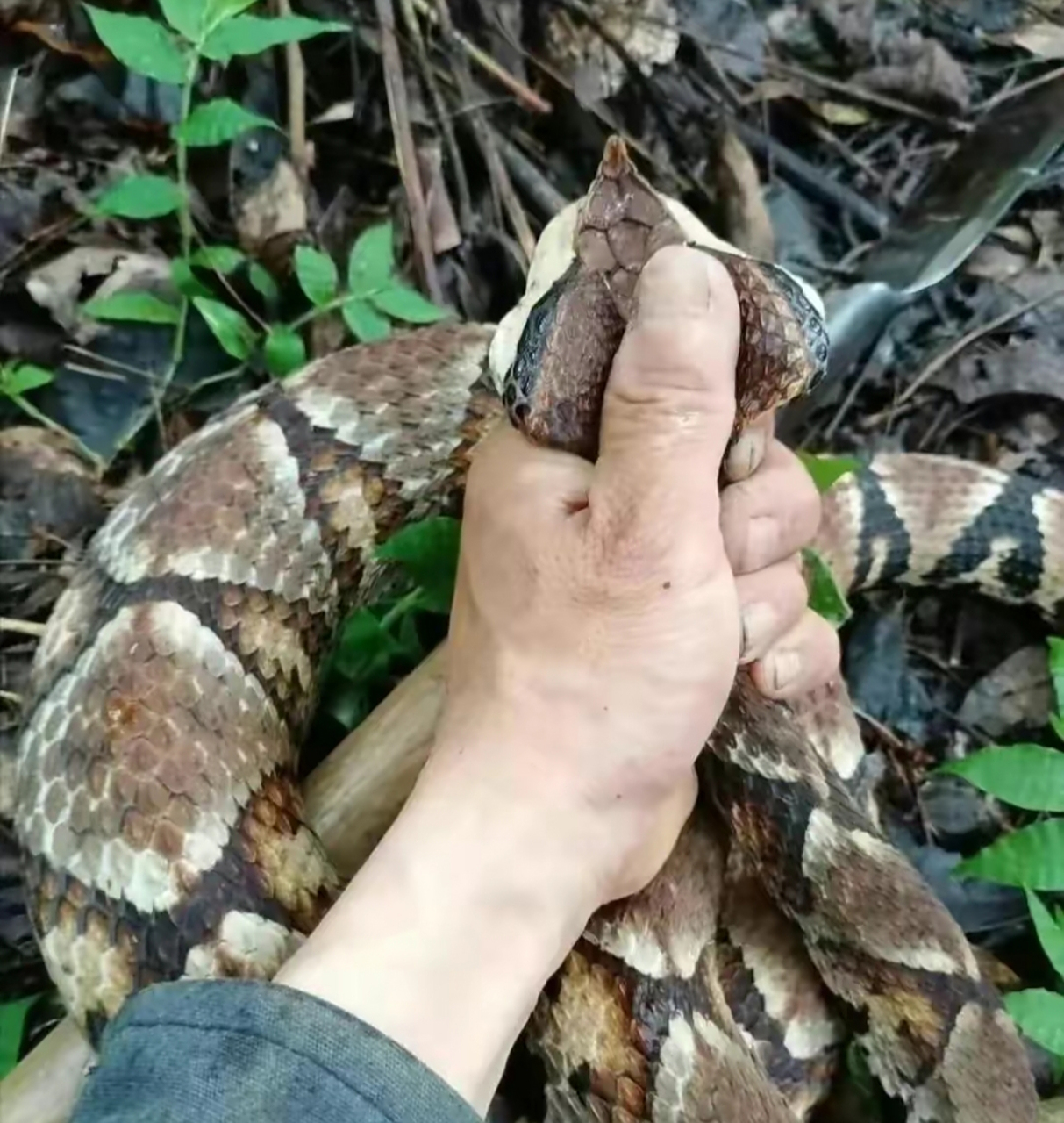 一身的花纹,这是什么蛇,不知道有没有毒?[尬笑]