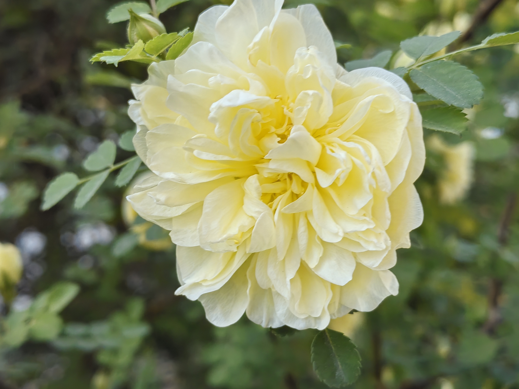 黄刺玫是蔷薇科蔷薇属落叶灌木,小枝无毛,特点是枝条上有皮刺,无针刺