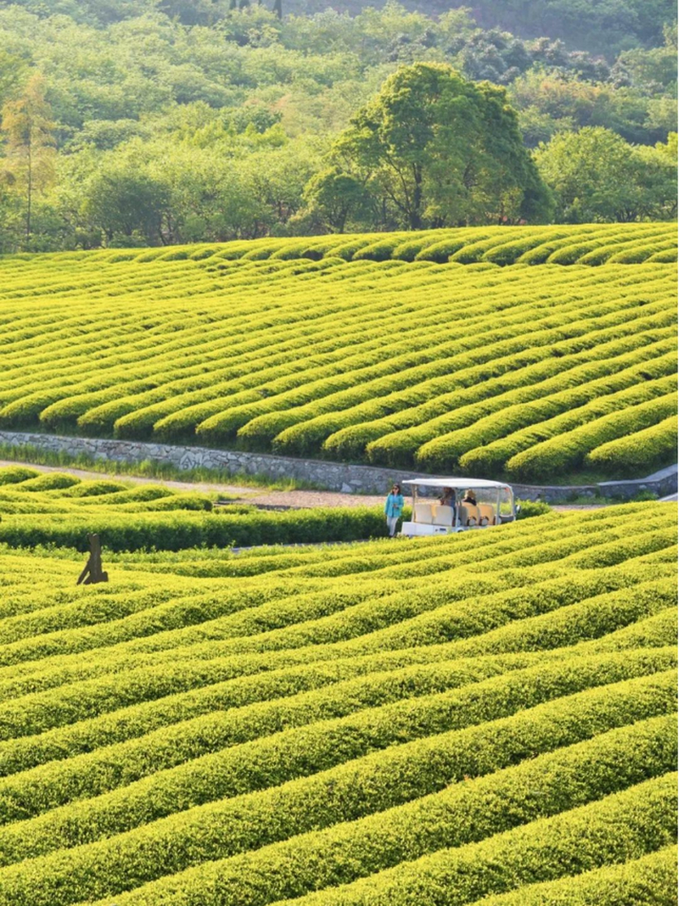 骑行茶园,探寻茶文化博物馆,体验采茶乐趣,品味春茶甘甜.