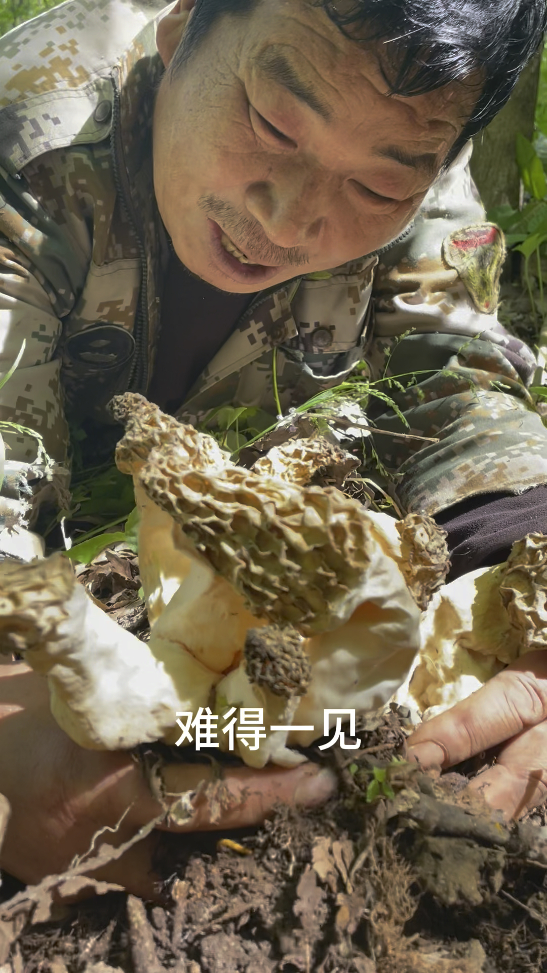 难得一见这么大一窝野生羊肚菌