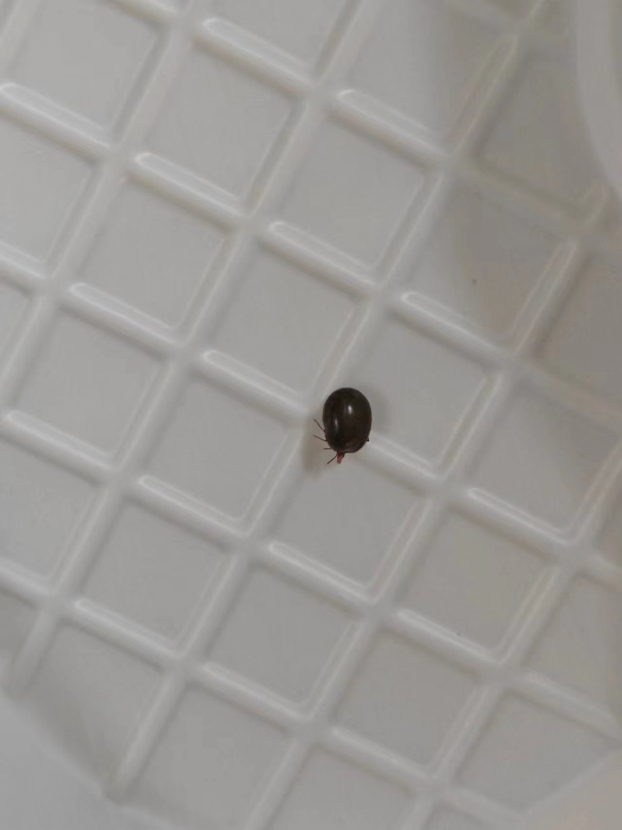 蜱虫"藏进"女孩头顶,医生:已到毒虫出没季,小心被偷袭!