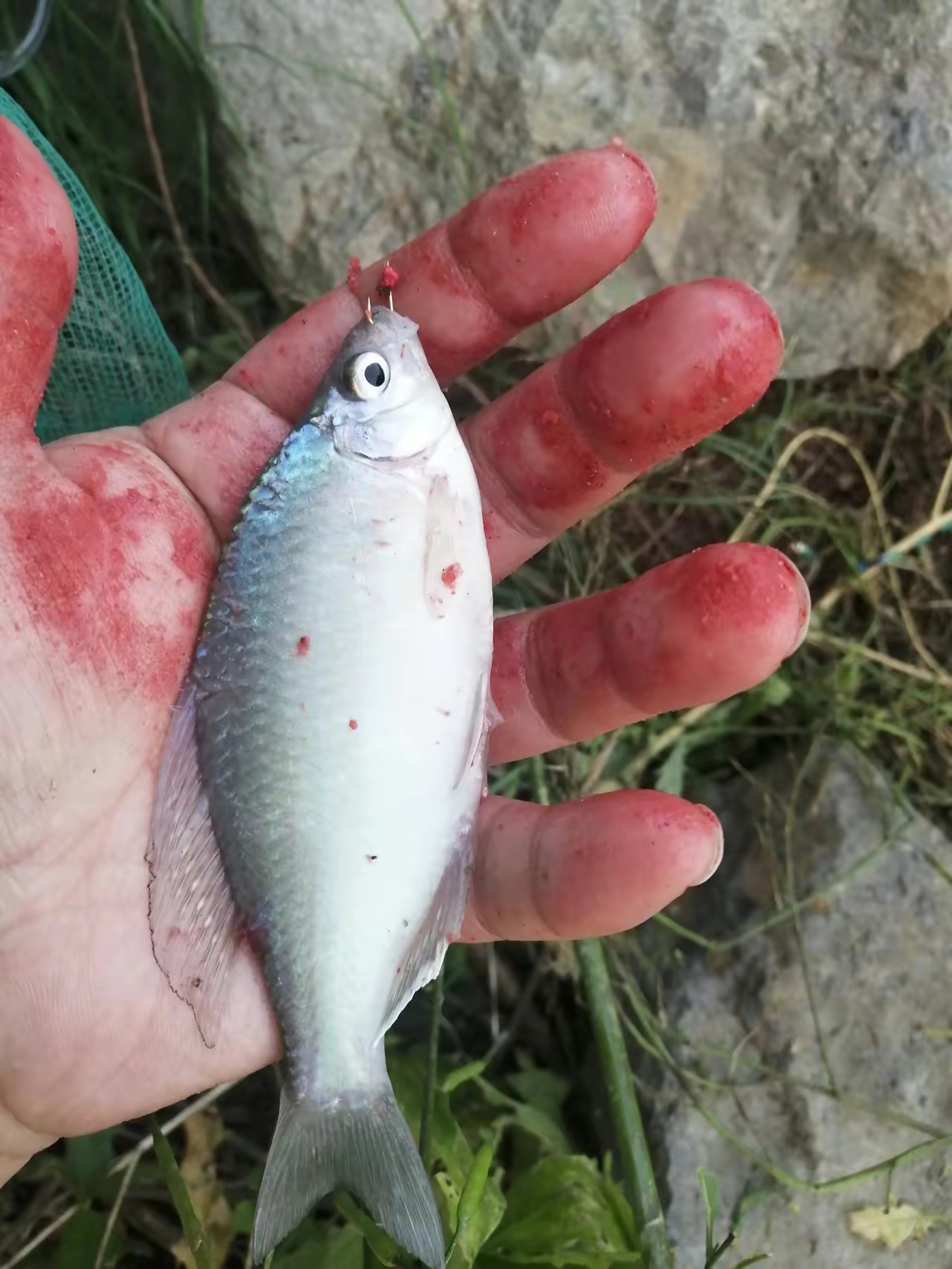 这是我第一次钓到这么大的鳑鲏鱼.