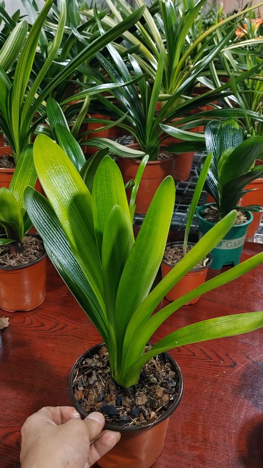 君子兰黄体技油欣赏