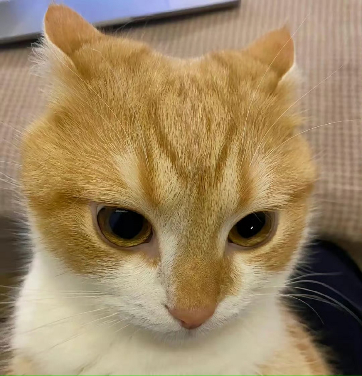 一些酷酷搞怪的小猫咪头像 #头像# #头像分享# #搞怪头像