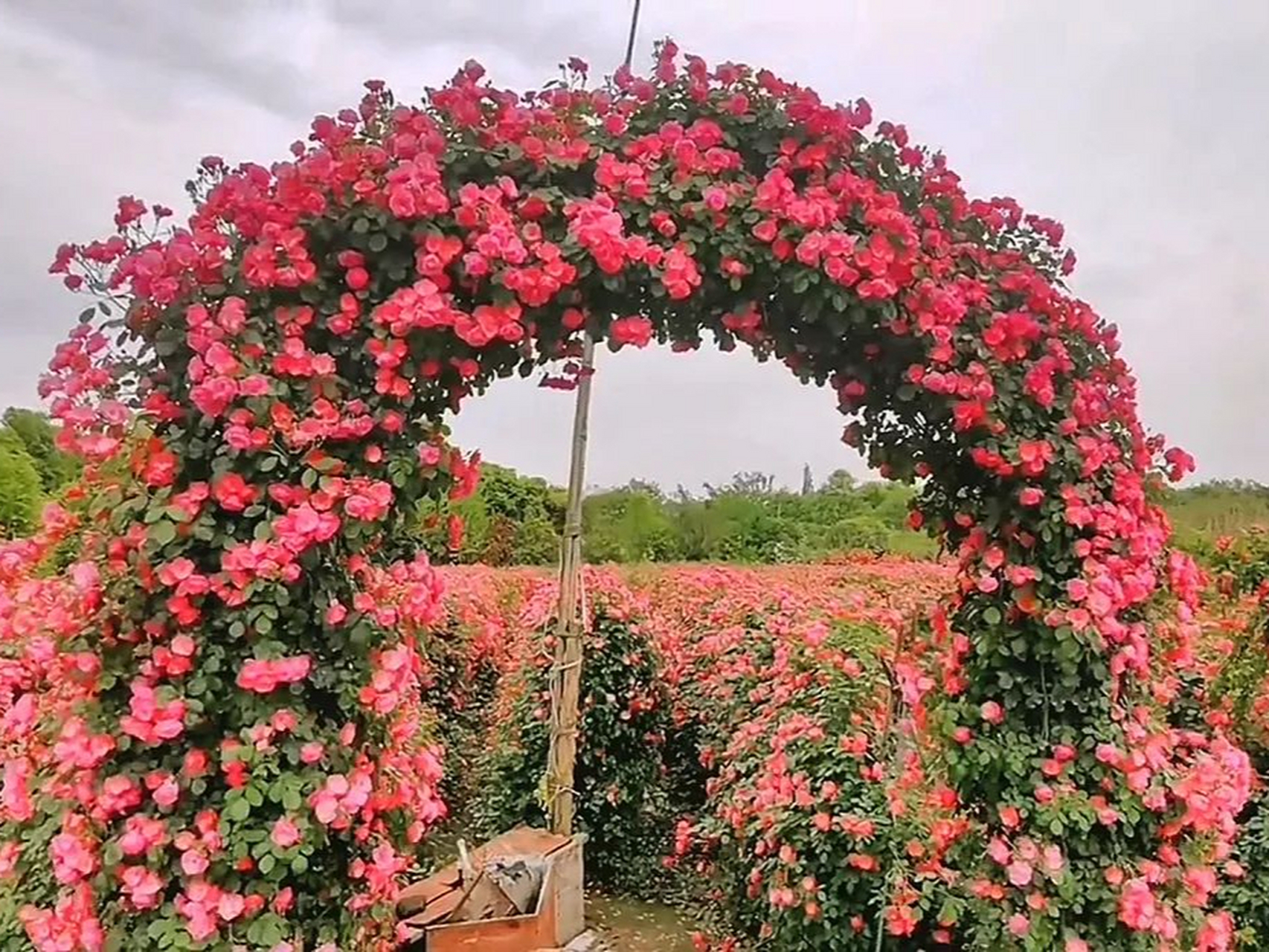花重锦官城#花里蔷薇花园:是成都温江的一个热门网红蔷薇花之地,辜